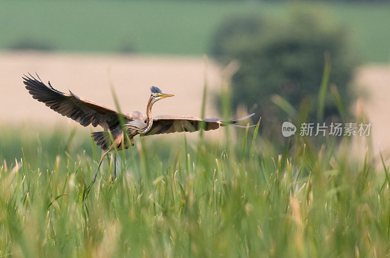 紫鹭(Ardea purpurea)